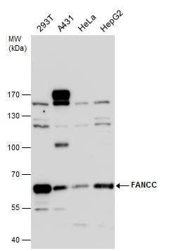 Anti-FANCC Antibody