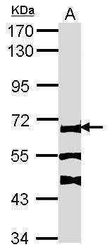 Anti-FANCC Antibody