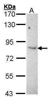 Anti-KAO (N-term) Antibody