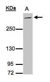 Anti-MUC2 (C-term) Antibody