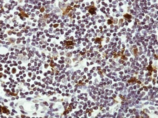 Anti-HICE1 Antibody