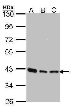 Anti-SEC13L1 Antibody