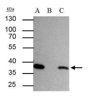 Anti-SEC13L1 Antibody