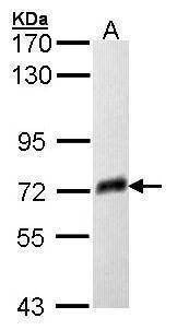 Anti-PSAP Antibody