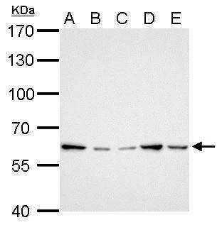 Anti-GGT1 Antibody