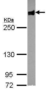 Anti-Filamin B (N-term) Antibody