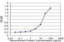 Anti-UBE2E3 Antibody
