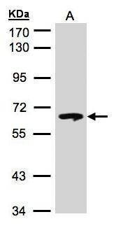 Anti-GBA Antibody