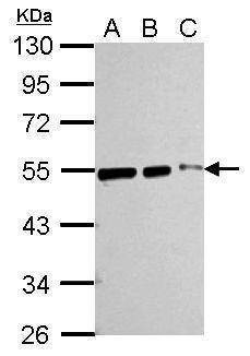 Anti-beta Tubulin Antibody