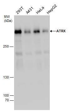Anti-Rad54 (C-term) Antibody
