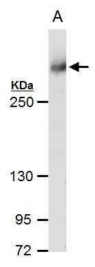 Anti-Rad54 (C-term) Antibody