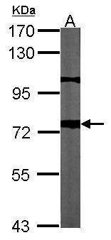 Anti-beta Amyloid (C-term) Antibody