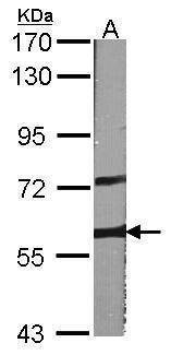 Anti-A-RAF Antibody