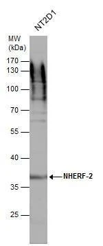 Anti-NHERF-2 Antibody
