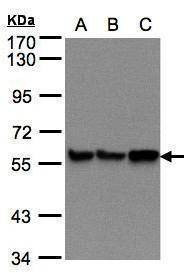 Anti-PDI Antibody