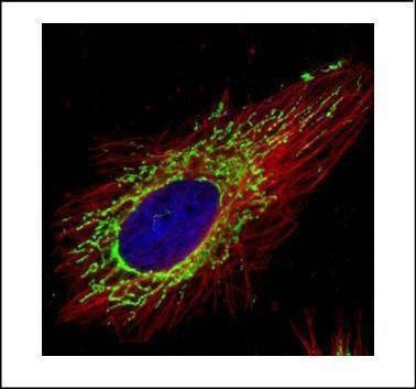 Anti-COX4 Antibody