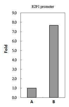 Anti-PAX8 Antibody