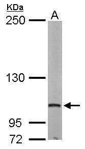 Anti-DAP5 Antibody