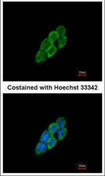 Anti-LTBP4 (N-term) Antibody