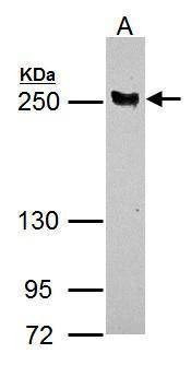 Anti-LTBP4 (N-term) Antibody