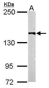Anti-LTBP4 (N-term) Antibody