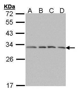 Anti-Proteasome 20S alpha 7 Antibody