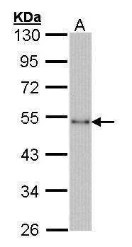 Anti-CtBP1 Antibody