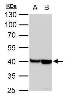 Anti-alpha Actin (cardiac muscle) Antibody