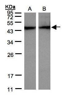 Anti-alpha Actin (cardiac muscle) Antibody