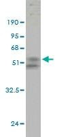 Anti-UBE2S Antibody