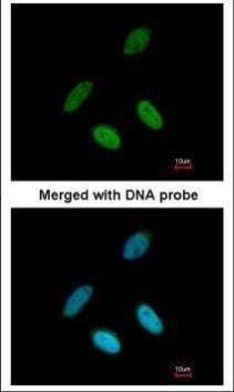 Anti-TAP (C-term) Antibody