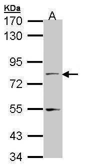 Anti-TAP (C-term) Antibody
