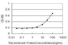 Anti-UBE4A Antibody