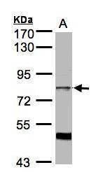 Anti-XE7 (C-term) Antibody