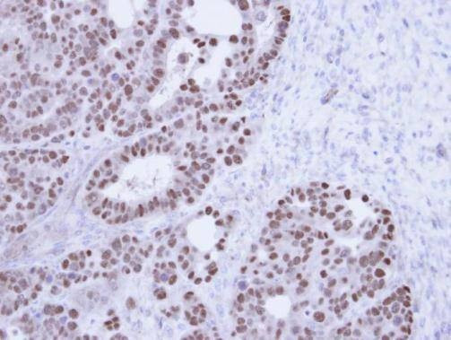 Anti-TAP (N-term) Antibody