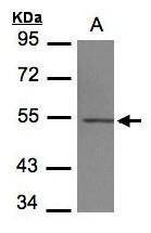 Anti-beta Tubulin 4 Antibody