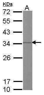 Anti-Prohibitin 2 Antibody