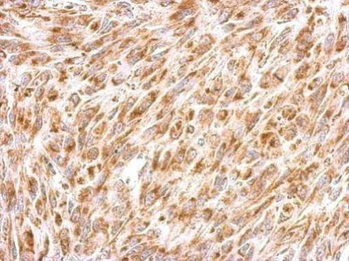 Anti-Prohibitin 2 Antibody