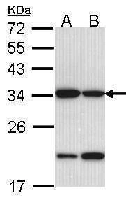 Anti-Prohibitin 2 Antibody