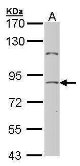 Anti-NULP1 Antibody