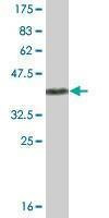 Anti-UBL4A Antibody