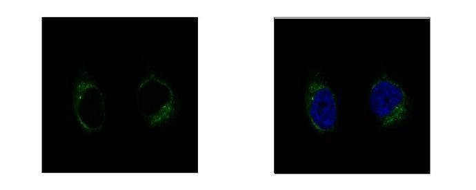 Anti-GCP2 (N-term) Antibody