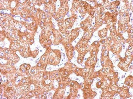 Anti-GCP2 (N-term) Antibody