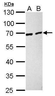 Anti-Nucleoporin p62 Antibody