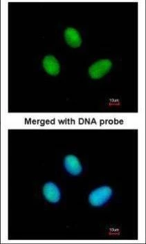 Anti-RNA polymerase IIB (N-term) Antibody
