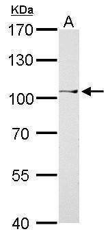 Anti-CtBP2 Antibody