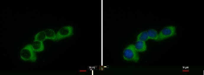 Anti-COL1A2 (C-term) Antibody