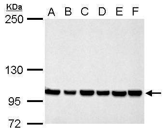 Anti-CSE1L Antibody