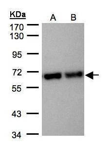 Anti-STIP1 Antibody
