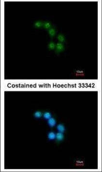 Anti-STXBP2 (internal) Antibody